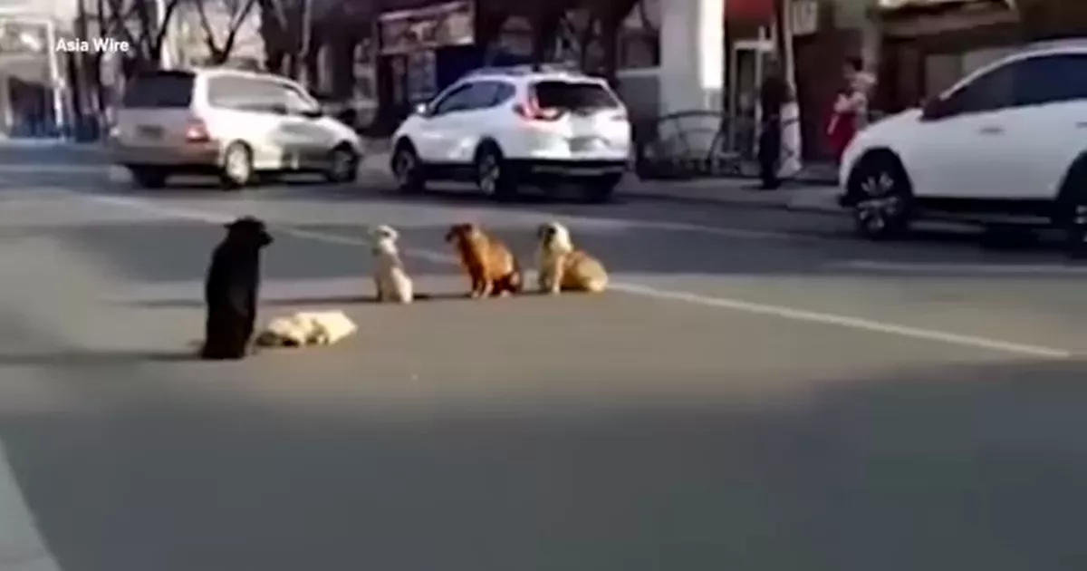 4 Loyal dogs block traffic to protect friend who was hit and can’t move