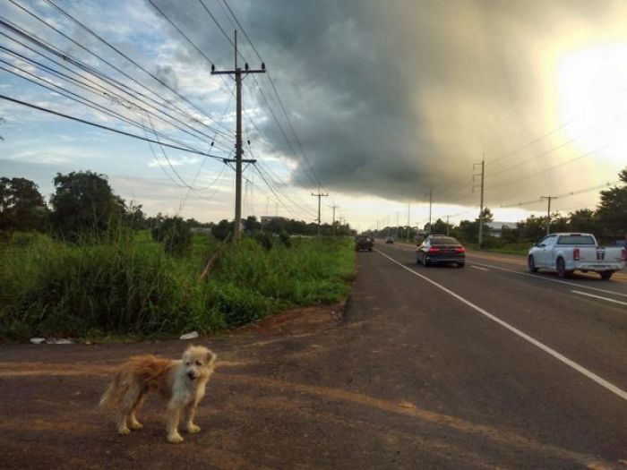 Dog Waits 4 Years In The Same Spot Until He Finally Gets Reunited With Owners Who Lost Him