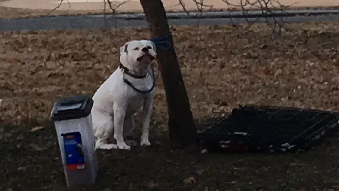 Dog left in the cold with heartbreaking note: He needs ‘someone to love him’